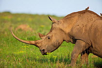 White rhino head profile (Ceratotherium simum), Zululand, South Africa, November