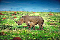 White rhinoceros and calf (Ceratotherium simum), Zululand, South Africa, November