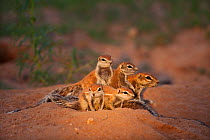 Cape ground squirrel, mother and babies (Xerus inauris) Kalahari, South Africa, January