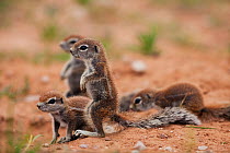 Cape ground squirrel babies (Xerus inauris), Kalahari, South Africa, January