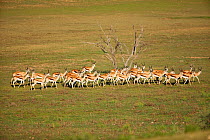 Springbok herd (Antidorcas marsupialis) Kalahari, South Africa, January