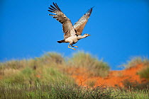 Kori bustard in flight (Ardeotis kori), Kalahari, South Africa, January