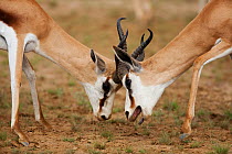 Springbok rams fighting (Antidorcas marsupialis), Kalahari, South Africa, January