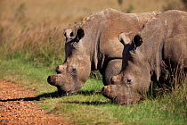Two White rhinoceros (Ceratotherium simum) both  dehorned as anti poaching measure, Gauteng, South Africa, April