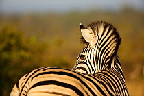 Rear view of Burchells / Common zebra (Equus quagga) Mpumalanga, South Africa, April