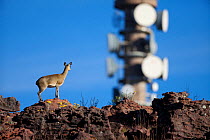 Klipspringer (Oreotragus oreotragus) with communications tower in background, Waterberg, South Africa, April
