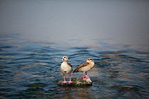 Two Egyptian geese (Alopochen aegypytiacus) standing on rock in Crocodile River, Mpumalanga, South Africa, June