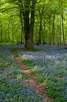 Bluebells (Hyacinthoides / Endymion non-scripta) in a beech forest. Surrey, England, April.