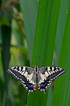 British Swallowtail Butterfly (Papilio machaon) at rest. UK, July.