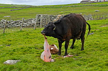Cow (Bos taurus) consuming afterbirth following birth of calf. Shetland, Scotland, UK, May.