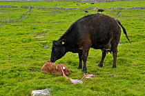Cow (Bos taurus) cleaning new-born calf. Shetland, Scotland, UK.