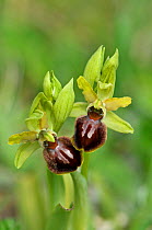 Early Spider Orchid (Ophrys sphegodes). Samphire Hoe, Dover, Kent, England, April. Focus stacked from 6 images.