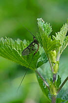 Mayfly (Ephemera danica) newly emerged adult. Surrey, England, May.
