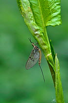 Mayfly (Ephemera danica) newly emerged adult. Surrey, England, May.