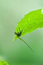 Mayfly (Ephemera danica). Cast case of subimago, or dun. Surrey, England, May.