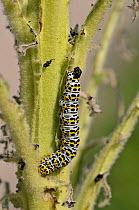 Mullein Moth (Shargacucullia / Cucullia verbasci) caterpillar feeding on Mullein (Verbascum sp.). Surrey, England, May.