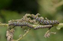 Mullein Moth (Shargacucullia / Cucullia verbasci) caterpillars feeding on Mullein (Verbascum sp.). Surrey, England, May.