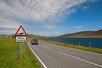 Otter (Lutra lutra) crossing sign on road. Shetland, Scotland, UK, June 2011.
