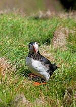 Puffin (Fratercula arctica) clearing grass away from entrance to burrow. Sumburgh Head, Shetland, Scotland, UK, May.