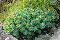 Roseroot (Rhodiola rosea). Shetland, Scotland, UK, May.