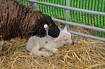 Shetland Sheep (Ovis aries) cleaning new-born lamb. Shetland, Scotland, April.