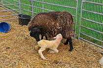 Shetland Sheep (Ovis aries) suckling her new-born lamb. Shetland, Scotland, April.