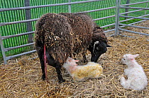Shetland Sheep (Ovis aries) cleaning her new-born lamb. Shetland, Scotland, April.