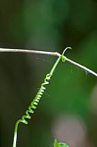 Black Bryony (Dioscorea communis) helical tendril attached to sprig. Surrey, England, May.
