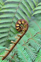 Unfurling frond of New Zealand Tree Fern (Dicksonia squarrosa). New Zealand, July.