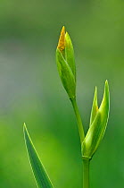 Yellow Iris (Iris pseudacorus), unopened buds. UK, May.