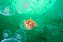 RF- Lion's mane jellyfish (Cyanea capillata) in aggregation of Moon jellies (Aurelia aurita) Port Fidalgo, Prince William Sound, Alaska, US., July.  Lion's mane jellies are predators that feed on Moon...