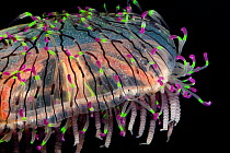 Flower hat jelly / jellyfish (Olindias formosa) captive, a rare hydromedusa with fluorescent tentacle tips, found off Brazil, Argentina, and southern Japan