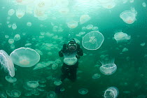 Photographer Nathan Meadows in swarm / aggregation of venomous Moon jellyfish (Aurelia aurita) Port Fidalgo, Prince William Sound, USA, July