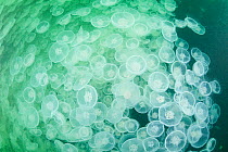 Swarm / aggregation of venomous Moon jellyfish (Aurelia aurita) Port Fidalgo, Prince William Sound, USA, July
