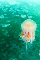 Lion's mane jellyfish (Cyanea capillata) swimming through swarm / aggregation of Moon jellies (Aurelia aurita) Port Fidalgo, Prince William Sound, Alaska, USA, July.  Lion's mane jellies are predators...