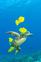 Green sea turtle (Chelonia mydas) cleaned of algae by Yellow tangs / surgeonfish (Zebrasoma flavescens), Puako, Kona, Hawaii, USA, June, Endangered species