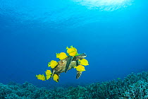Green sea turtle (Chelonia mydas) being cleaned of algae by Yellow tangs / surgeonfish (Zebrasoma flavescens), Puako, Kona, Hawaii, USA, June, Endangered species