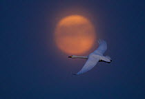 Bewick's swan (Cygnus columbianus bewickii) flying across a full moon, UK, February 2011