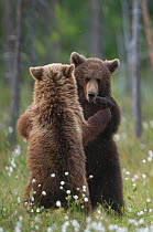 Brown bear (Ursus arctos) two fighting, Finland, June