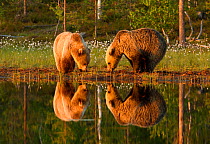 Brown bear (Ursus arctos) two grazing beside water, Finland, June