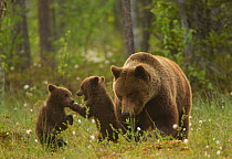 Brown bear (Ursus arctos) adult female with two cubs playing, Finland, June
