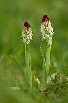 Burnt tip orchid (Neotinea ustulata) Peak District NP, Derbyshire, UK, May