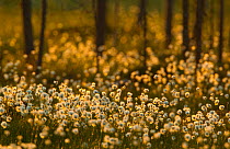 Cotton grass (Eriophorum sp) flowering in wetlands, UK, June