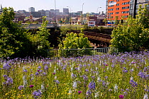 Wildflowers flowering on deserted land beside railway line in city centre, Sheffield, Yorkshire, UK, April 2010