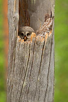Great grey owl (Strix nebulosa) peering from nest hole in hollow tree trunk, Finland, June