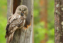 Great grey owl (Strix nebulosa) arriving at nest hole in hollow tree trunk with prey, Finland, June