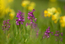 Green-winged orchid (Anacamptis morio) flowering amongst Cowslips (Primula vulgaris) Lincolnshire, UK, May