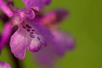 Green-winged orchid (Anacamptis morio) close up of flower, Lincolnshire, UK, May