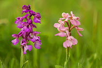 Green-winged orchid (Anacamptis morio) two flowers of different colours, Lincolnshire, UK, May