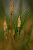 Common field Horsetails (Equisetum arvense)  in spring showing cones, Yorkshire, UK, May